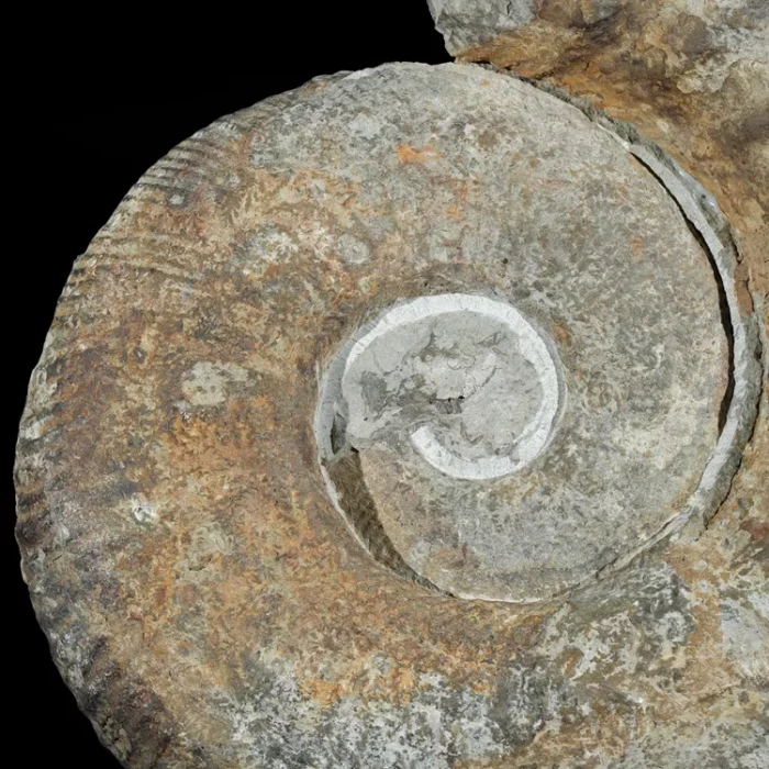 amonit-duza-skamienialosc-skamielina (32).webp