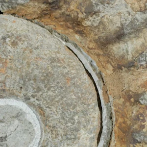 amonit-duza-skamienialosc-skamielina (34).webp