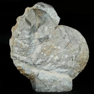 amonit-duza-skamienialosc-skamielina (35).webp