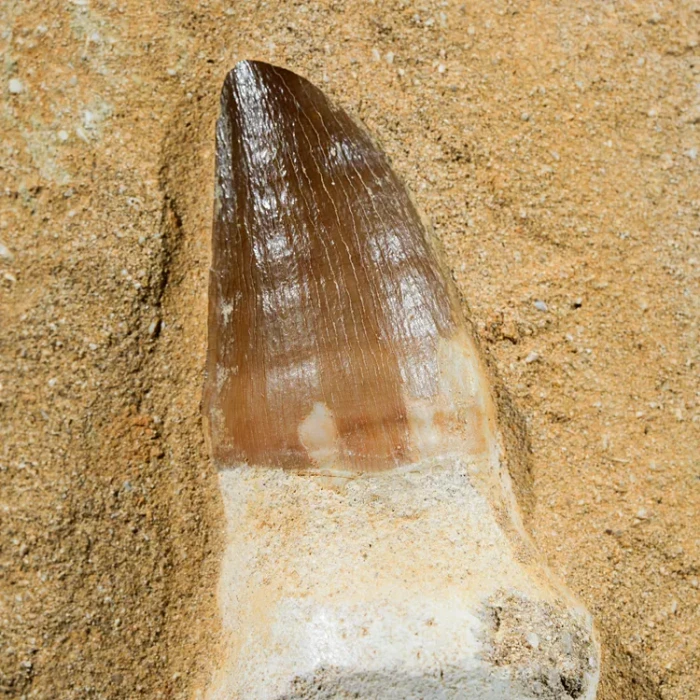 zab-rekina-mazazura-skamienialosc (8).webp