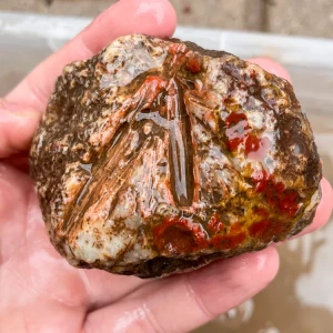 agate-morocco-rough-lapidary-specimen (67) (Copy).webp