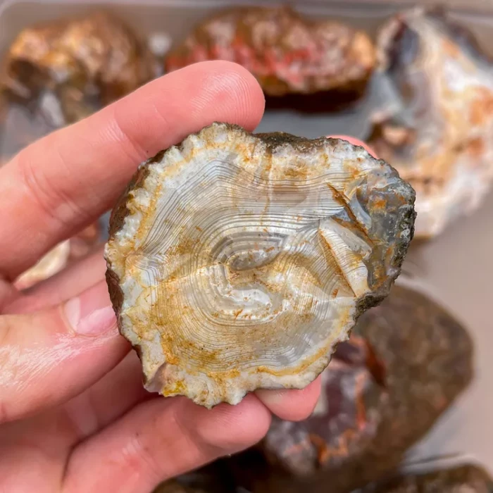 agate-morocco-rough-lapidary-specimen (25) (Copy).webp