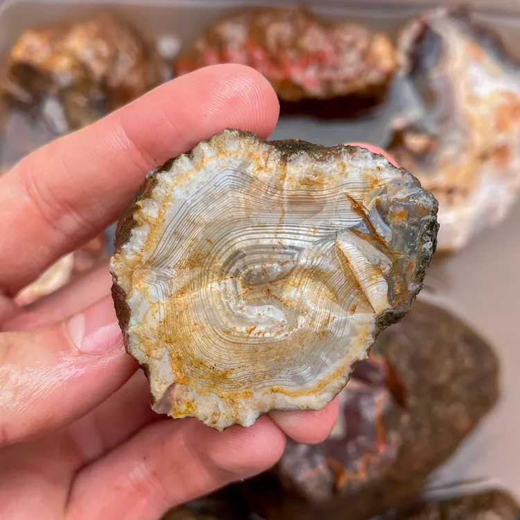 agate-morocco-rough-lapidary-specimen (25) (Copy).webp
