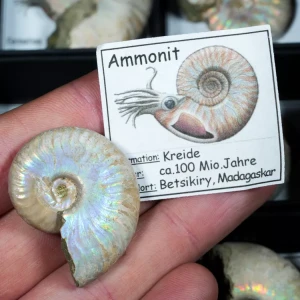 amonit-maly-z-certyfikatem (1).webp