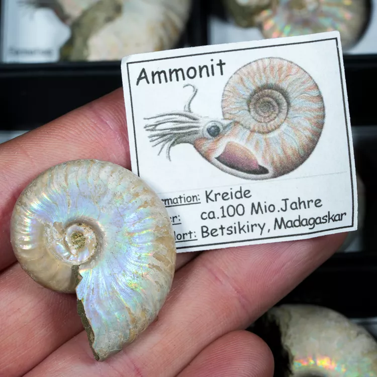 amonit-maly-z-certyfikatem (1).webp