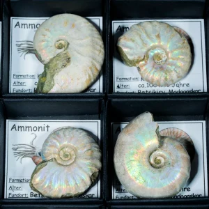 amonit-maly-z-certyfikatem (2).webp