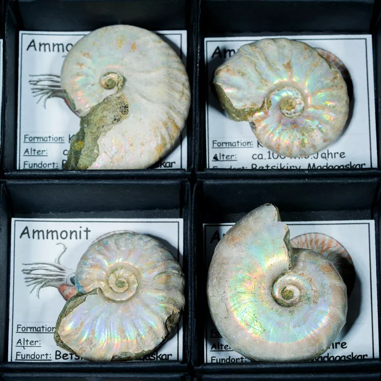 amonit-maly-z-certyfikatem (2).webp
